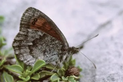 פאזל של Erebia calcaria