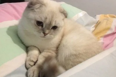 פאזל של Scottish fold fawn