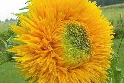 flores