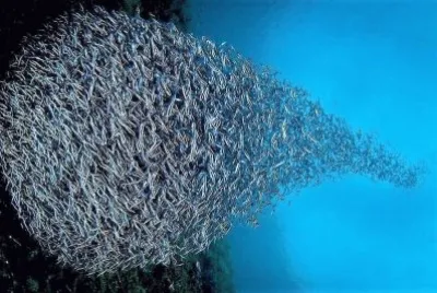 natural jigsaw puzzle
