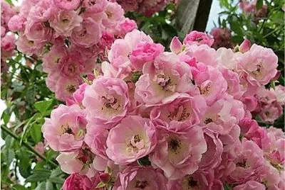 flores