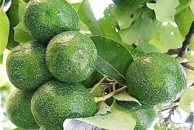 frutas