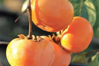frutas