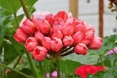 flores