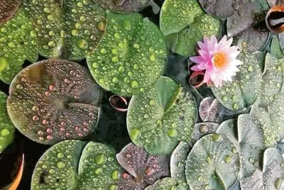 flores