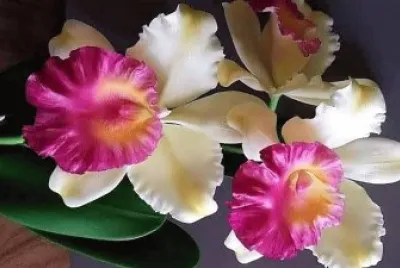 flores