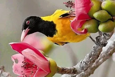 natural