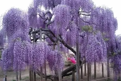 OK