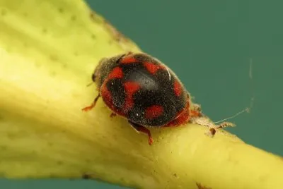Rodolia cardinalis