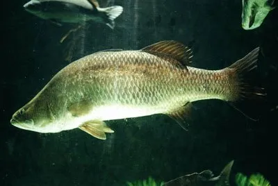 Barramundi