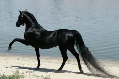 Arabo nero