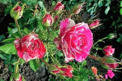 flores