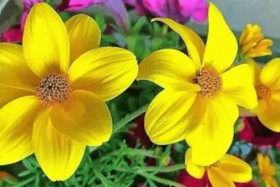 flores