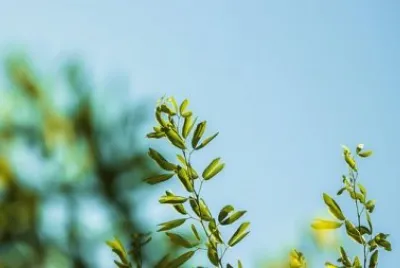 Imagem jigsaw puzzle