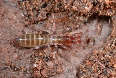 Tetrapulmonata