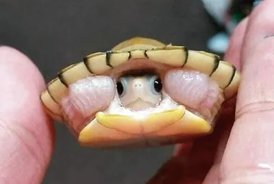 natural