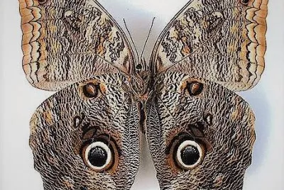 natural