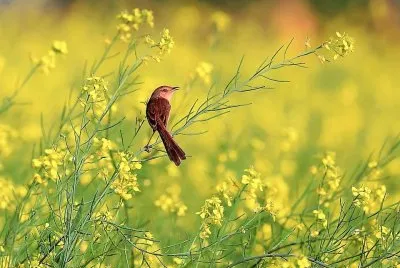 natural jigsaw puzzle