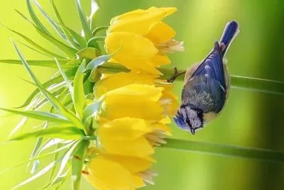 natural jigsaw puzzle