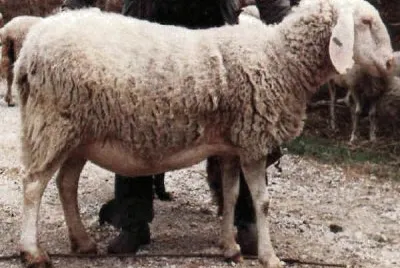 Finarda