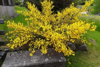 Genets jigsaw puzzle