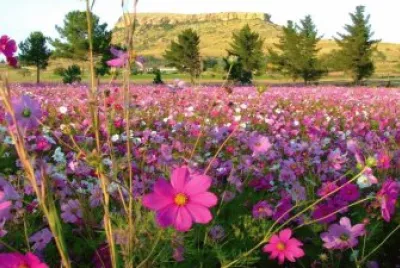 imagem jigsaw puzzle