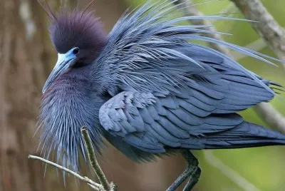 natural