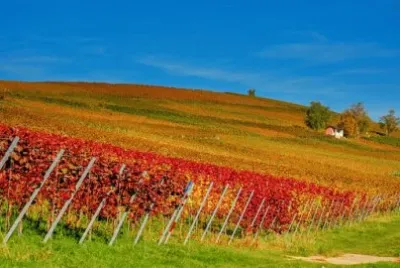 Imagem jigsaw puzzle