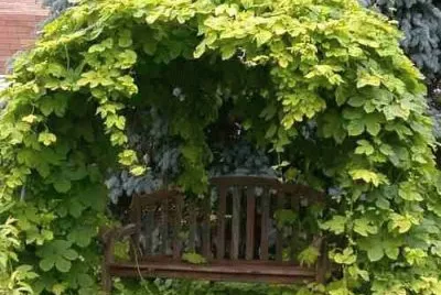 Imagem jigsaw puzzle