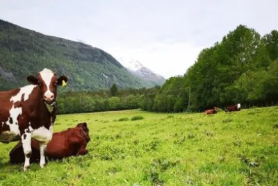 Norwegian landscape with cows