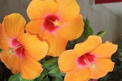 flores jigsaw puzzle