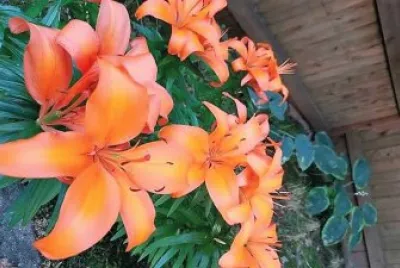 flores jigsaw puzzle