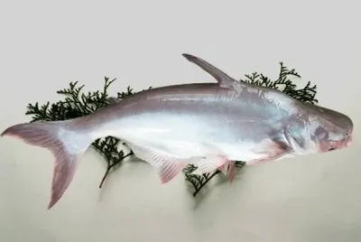 Pangasio
