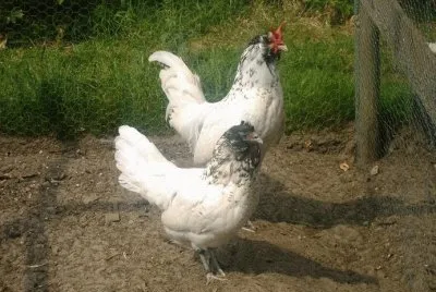 Gallina civetta barbuta olandese