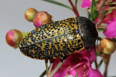 Stigmodera macularia