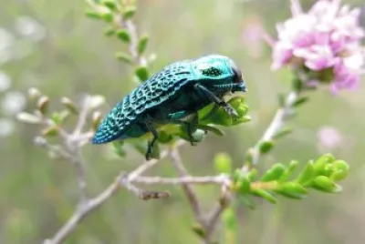 Stigmodera gratiosa