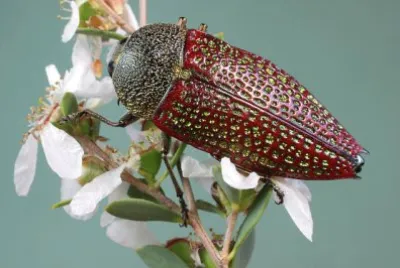 Stigmodera sanguinosa