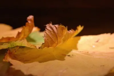 Imagem jigsaw puzzle