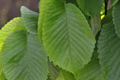 Imagem jigsaw puzzle