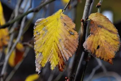 Imagem jigsaw puzzle