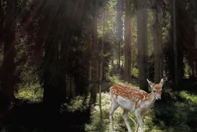 Imagem jigsaw puzzle