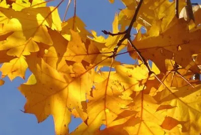 Imagem jigsaw puzzle