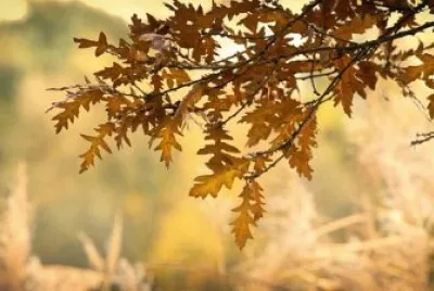 Imagem jigsaw puzzle