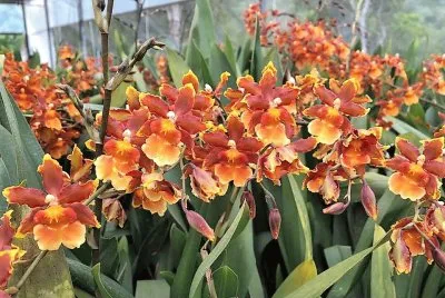 פאזל של flores