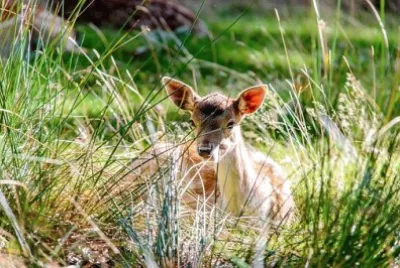 Imagem jigsaw puzzle