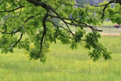 Imagem jigsaw puzzle