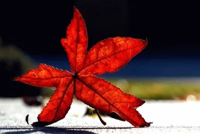 Imagem jigsaw puzzle