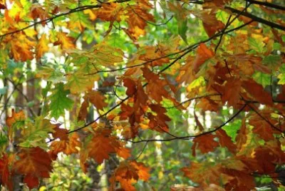 Imagem jigsaw puzzle