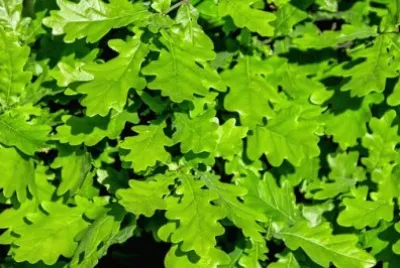 Imagem jigsaw puzzle