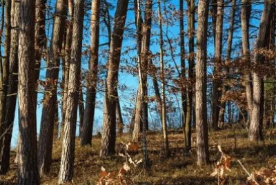 Imagem jigsaw puzzle